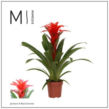 image GUZMANIA CALYPSO ROUGE