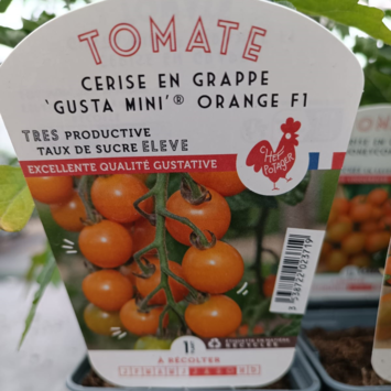 image TOMATE CERISE GUSTA MINI ORANGE