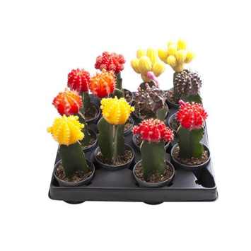 image CACTUS GYMNOCALYCIUM