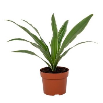 image DRACAENA WARNECKEI