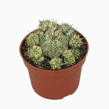 image EUPHORBIA MELOFORMIS