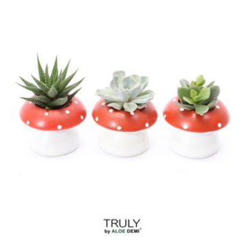 image SUCCULENTE CERAM