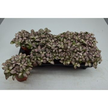 image FITTONIA PINK TIGER
