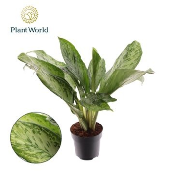 image AGLAONEMA GREENLIGHT