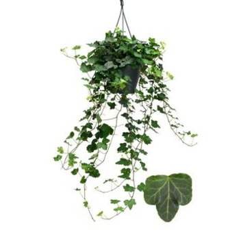 image HEDERA WONDER SUSP