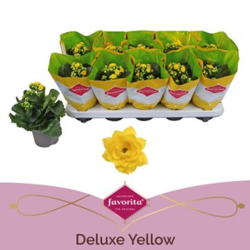 image KALANCHOE FL DBLE