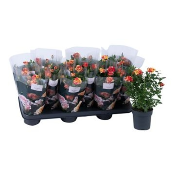 image ROSIER LISS