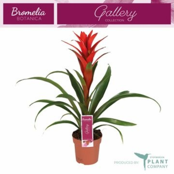 image GUZMANIA OSTARA ROUGE