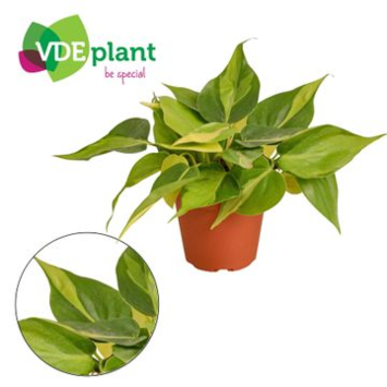 image PHILODENDRON SCANDENS BRASIL