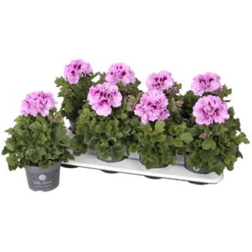image PELARGONIUM GRANDIFLORUM  LAVANDE