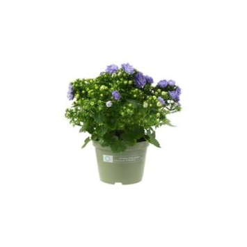image CAMPANULE LIKE MEE BLEUE