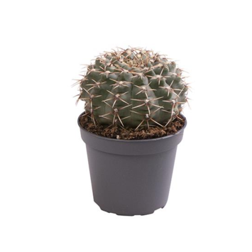 image CACTUS GYMNOCALYCIUM HORSTII