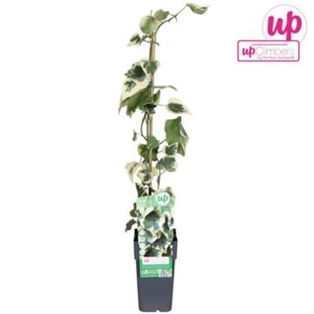 image HEDERA DENTATA VARIEGATA