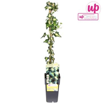 image HEDERA GOLDHEART TUTEUR