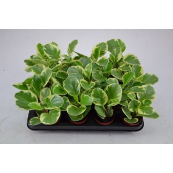 image PEPEROMIA OBTUSIFOLIA VARIEGATA