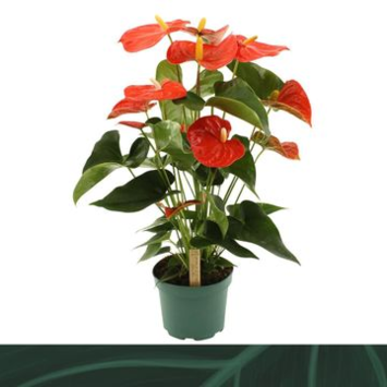 image ANTHURIUM ANDREANUM FLORIDA