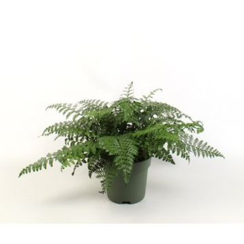 image ASPLENIUM PARVATI