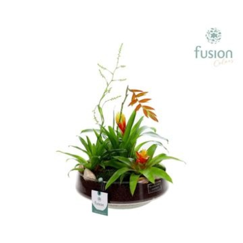 image COMPO BROMELIACE VARIE VERRE