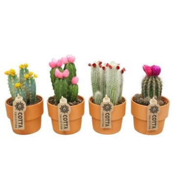 image CACTUS FL IMIT P TERRE