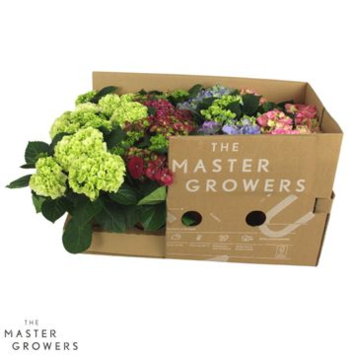 image HORTENSIA 3/4FL VARIE