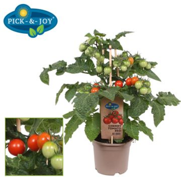 image TOMATE CERISE ROUGE