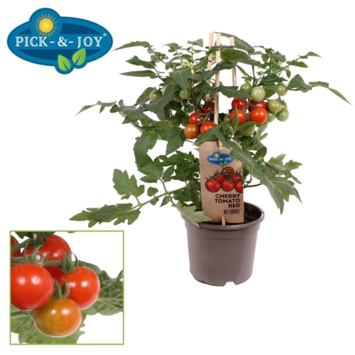 image TOMATE CERISE ROUGE