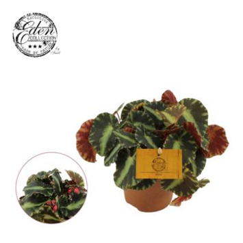 image BEGONIA CLEOPATRA
