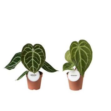 image ANTHURIUM FEUILLAGE