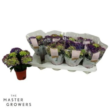 image HORTENSIA 5FL LILAS