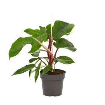 image PHILODENDRON SQUAMIFERUM