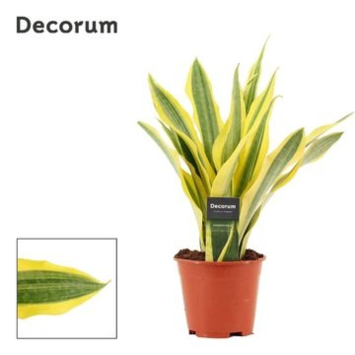 image SANSEVIERIA YELLOWSTONE