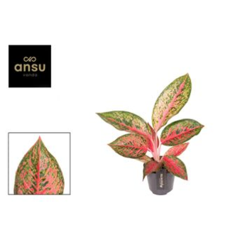 image AGLAONEMA LYCHEE RED
