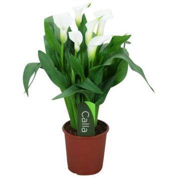 image ARUM BLANC