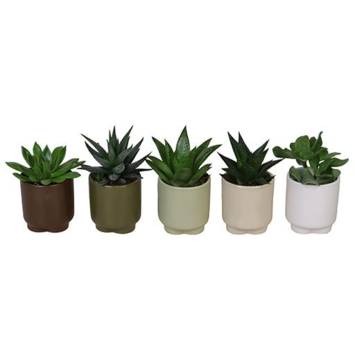 image SUCCULENTE CERAM