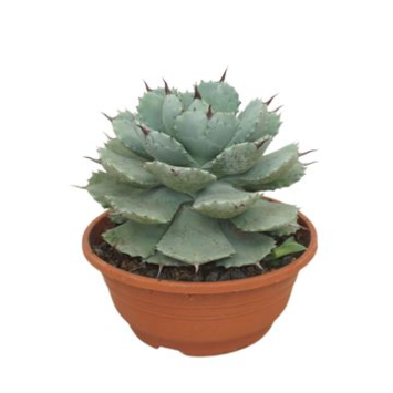 image AGAVE POTATORUM P TERRE