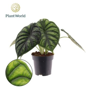 image ALOCASIA DRAGON SCALE