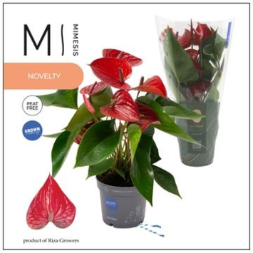 image ANTHURIUM ANDRAEANUM PICANTA