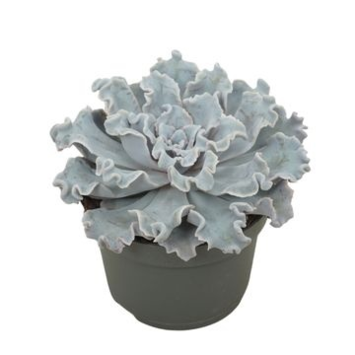 image ECHEVERIA CRISPY BEAUTY
