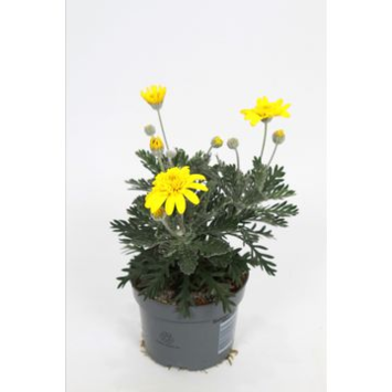 image EURYOPS SILVERSTAR