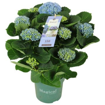 image HORTENSIA MAGICAL REVOLUTION BLEU 7FL+