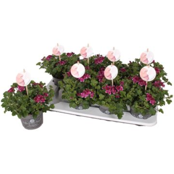 image PELARGONIUM GRANDIFLORUM