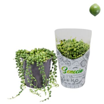 image SENECIO ROWLEYANUS