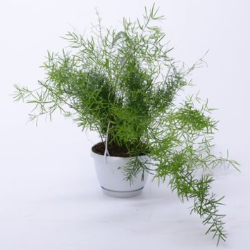 image ASPARAGUS SPRENGERI