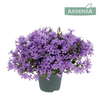 image CAMPANULE AMBELLA LAVENDER