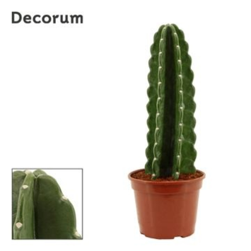 image CACTUS CEREUS JAMACARU