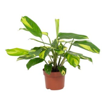 image CALATHEA GOLDEN MOSAIC