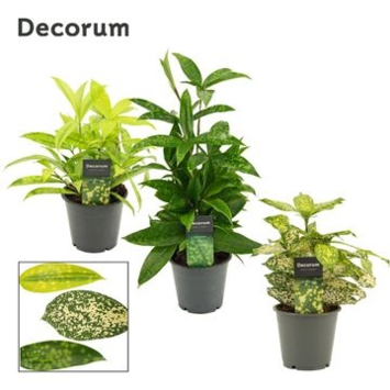 image DRACAENA SURCULOSA