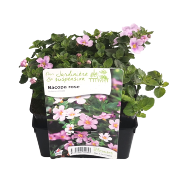 image BACOPA ROSE BQ6