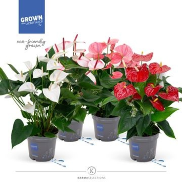 image ANTHURIUM ANDREANUM VARIE