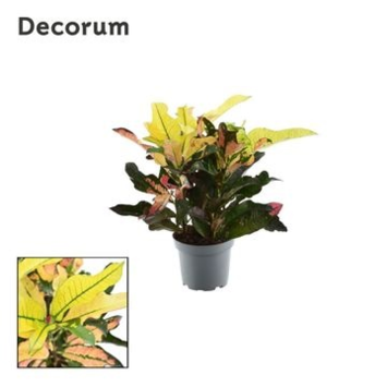image CROTON WILMA